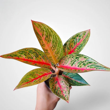 Aglaonema 'Red Legacy' - Striking & Vibrant Tropical Houseplant