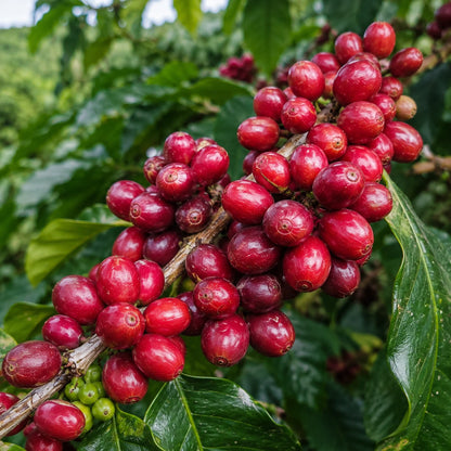 2000+ Premium Coffee Seeds (Coffea arabica var. Red Catuai) – Certified Heirloom Red Catuai Coffee Bean Crop Seeds for Planting