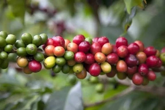 Premium Geisha Colombian Coffee Seeds (Coffea arabica var. Geisha) – Rare Heirloom Specialty Coffee Bean Seeds for Planting (Fresh Harvest)