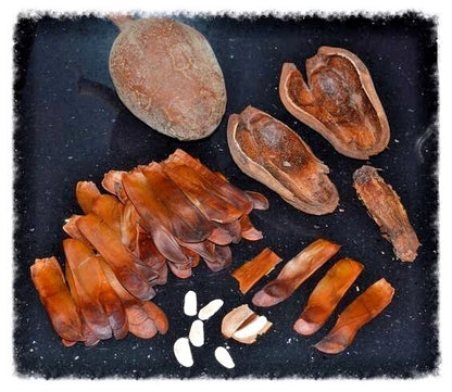 Organic Sky Fruit / Mahogany Seeds (Swietenia mahagoni) – 700g Bulk Pack for Herbal Consumption