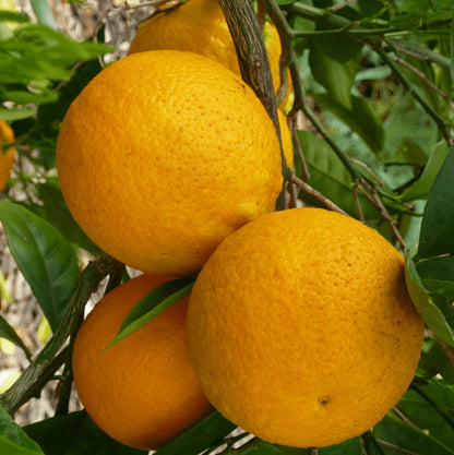 Valencia Orange Seeds (Citrus sinensis var. Valencia) – Premium Certified High-Yield Specialty Sweet Juice Orange Fruit Tree Seeds for Planting (100 Pcs)