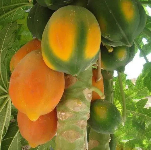 Premium 'Honey Dew' Papaya Seeds (Carica papaya) – F1 Hybrid High-Performance Sweet Tropical Fruit Seeds (150 Count)