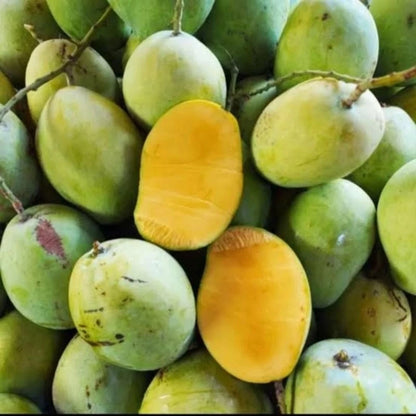 Premium Grafted Indramayu Mango Fruit Tree - Sweet Tropical Mango Fast Fruiting Plant
