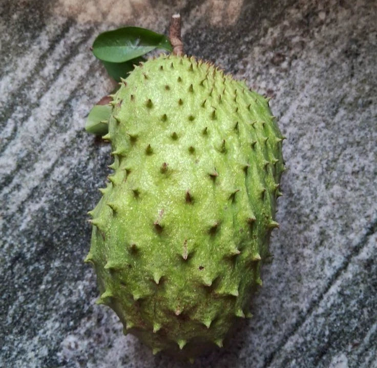 Premium Ratu Soursop Seeds (Annona muricata) – Sweet Exotic Guanabana Fruit Seeds for Planting