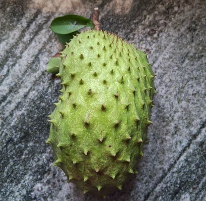Premium Ratu Soursop Seeds (Annona muricata) – Sweet Exotic Guanabana Fruit Seeds for Planting