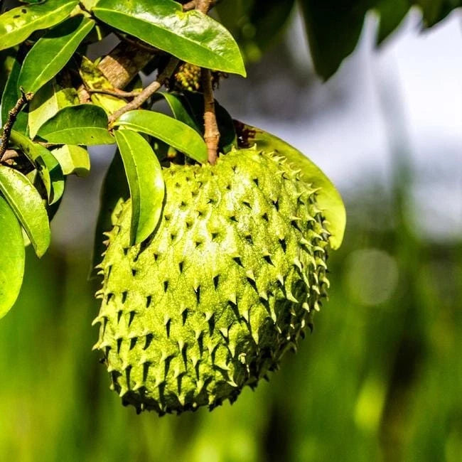 Soursop Seeds var. Miami (Annona muricata) – Premium Sweet Soursop Graviola Exotic Fruit Tree Seeds for Planting (100 Pcs)