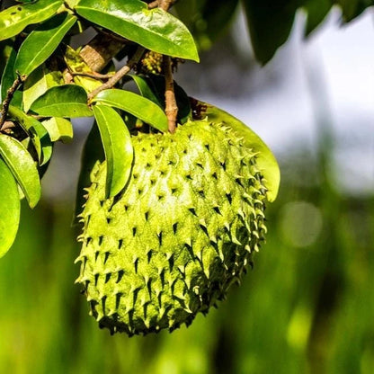 Soursop Seeds var. Miami (Annona muricata) – Premium Sweet Soursop Graviola Exotic Fruit Tree Seeds for Planting (100 Pcs)