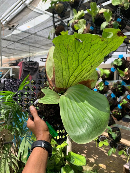 Platycerium Elephantotis - Rare Elephant Ear Staghorn Fern (Live Plant)