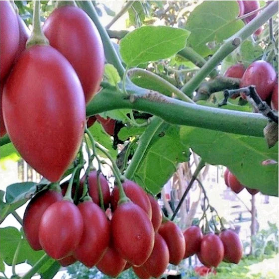 Exotic Tree Tomato (Solanum betaceum) – 1000+ Premium Red Tamarillo Seeds