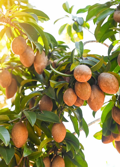 Premium Sapodilla Seeds var. Brown Sugar (Manilkara zapota 'Brown Sugar') – Sweet Chico Zapote Fruit Seeds for Planting (35 Pcs)