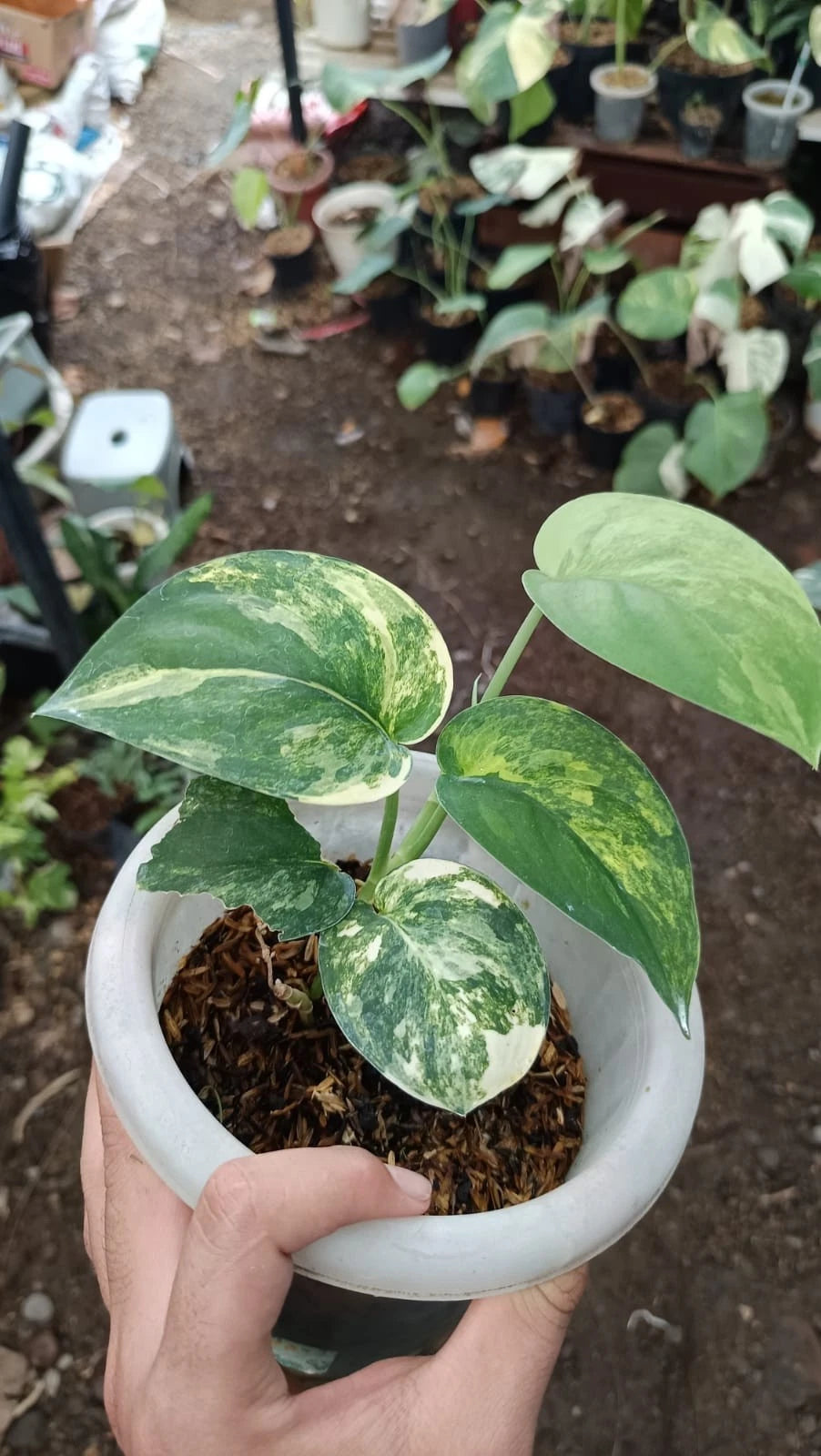 Stunning Scindapsus Jade Satin Variegated – Rare Tropical Indoor & Outdoor Plant