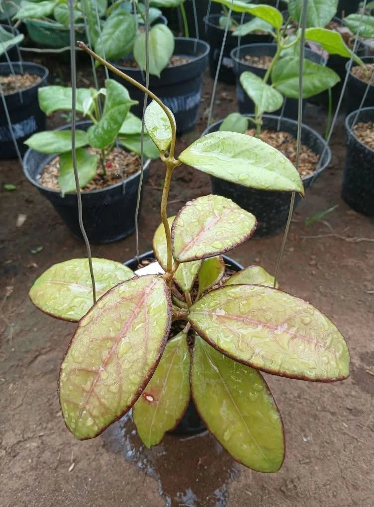 Hoya sp. Tanggamus Round Leaf Live Plant (Hoya verticillata sp. Tanggamus) – Premium Rare Veined Wax Plant Climbing Vine Specimen for Indoor & Outdoor Display