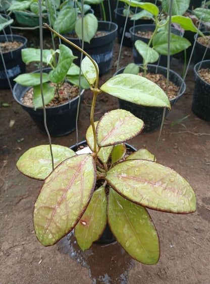 Hoya sp. Tanggamus Round Leaf Live Plant (Hoya verticillata sp. Tanggamus) – Premium Rare Veined Wax Plant Climbing Vine Specimen for Indoor & Outdoor Display