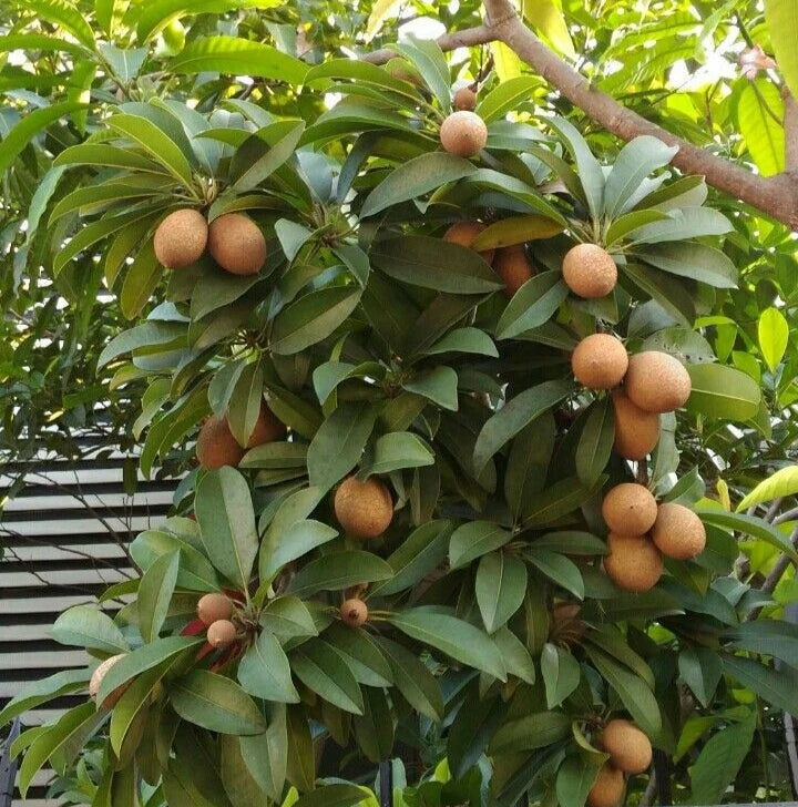Oxkutzcab Sapodilla Seeds (Manilkara zapota 'Oxkutzcab') – 35 Premium Fresh Ultra-Sweet Large Ox Chico Zapote Seeds
