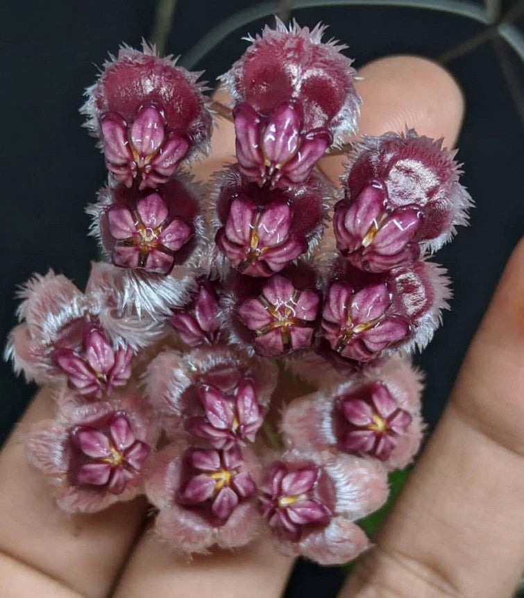 Hoya Sulawesiana Green (Sp. Indonesia) – Rare Epiphytic Tropical Vine with Unique Foliage for Indoor & Outdoor Display