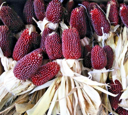 Premium 'Mini Red' Strawberry Corn Seeds (Zea mays var. everta) – Elite Miniature Heirloom Ornamental & Popping Grain (50+ Count)