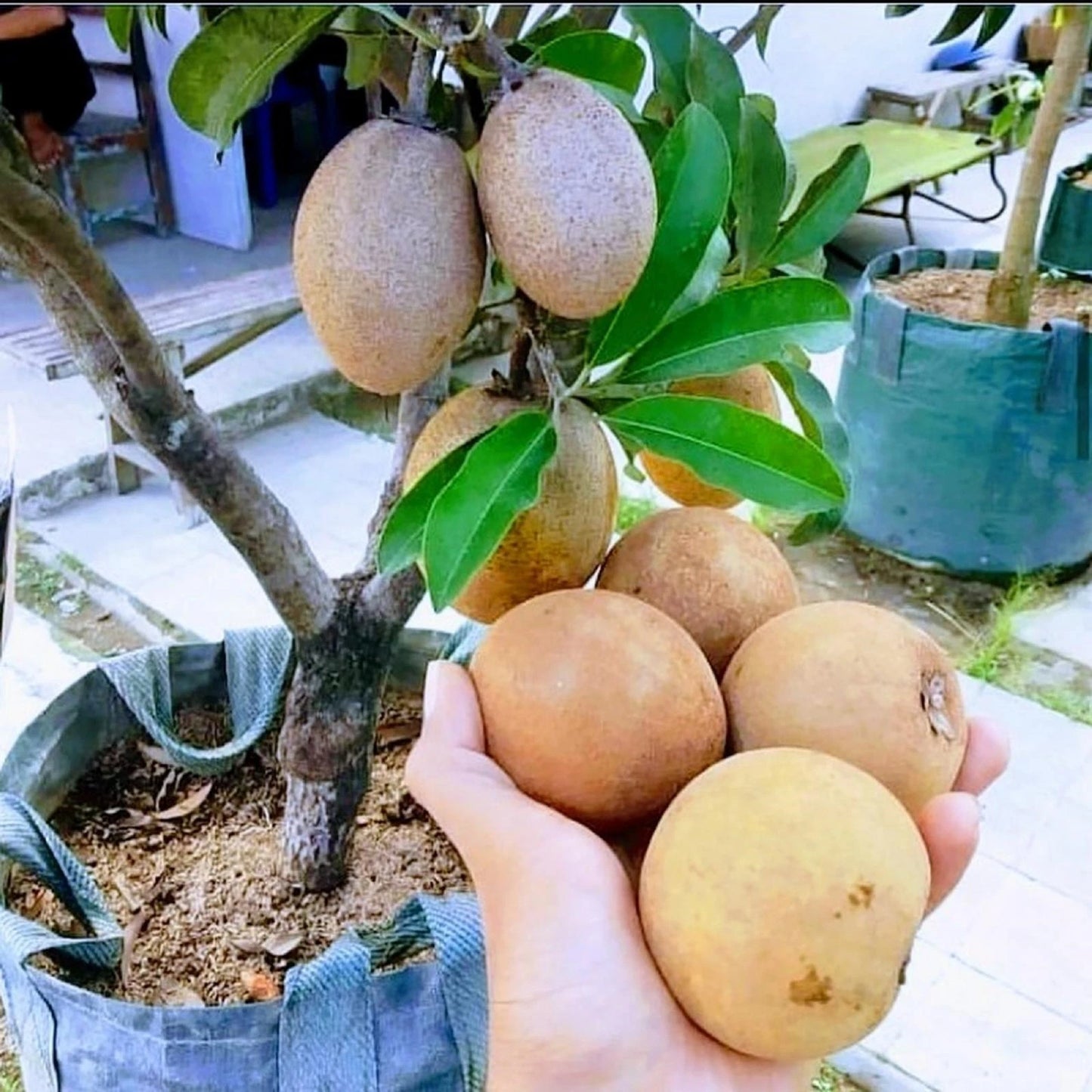 Jumbo Thai Sapodilla (Manilkara zapota) - Premium Grafted Exotic Fruit Tree