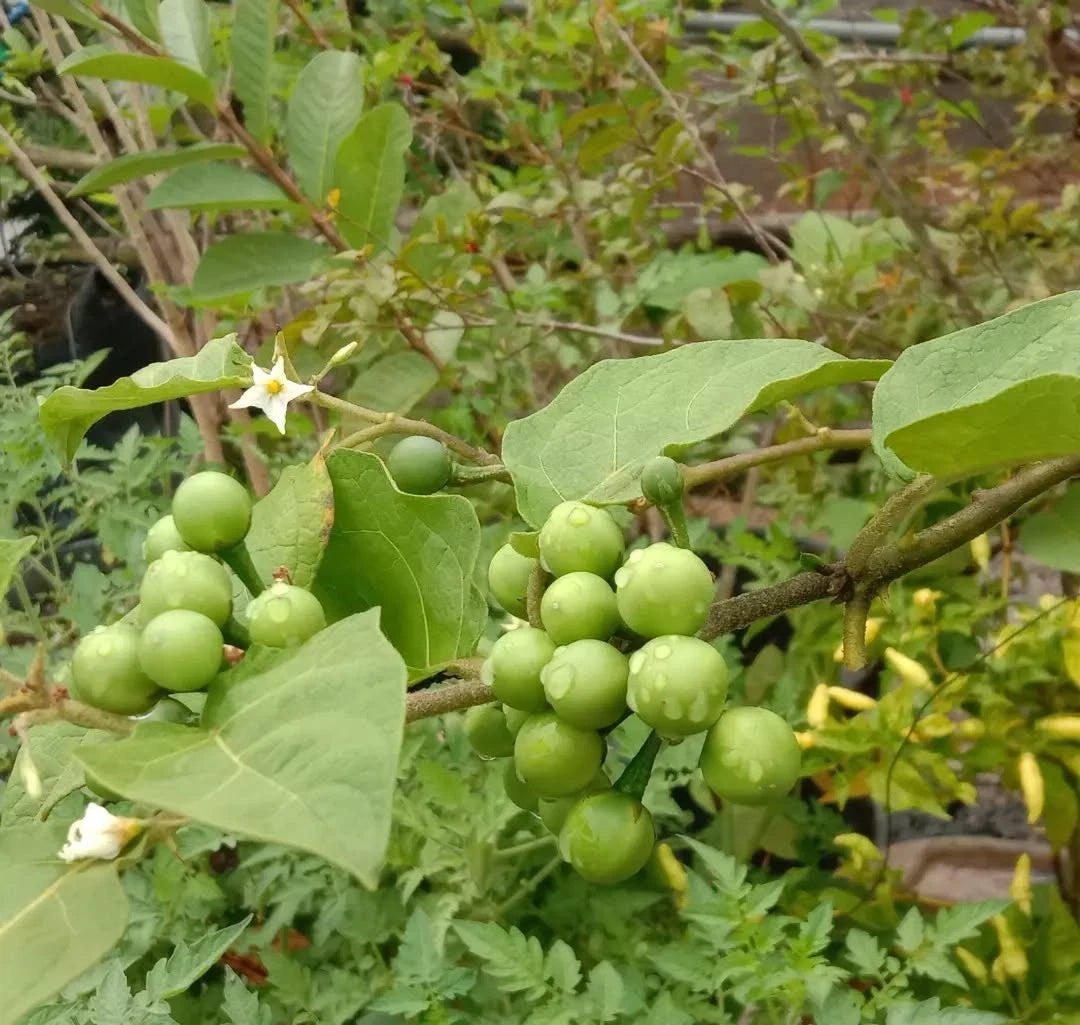 Small Mini Eggplant 1000+ Seeds (Solanum torvum) Takokak Pea Eggplant – Certified Heirloom Vegetable Seeds for Planting