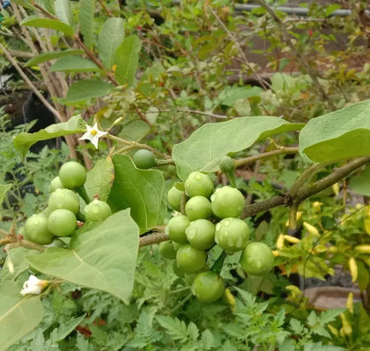 Small Mini Eggplant 1000+ Seeds (Solanum torvum) Takokak Pea Eggplant – Certified Heirloom Vegetable Seeds for Planting