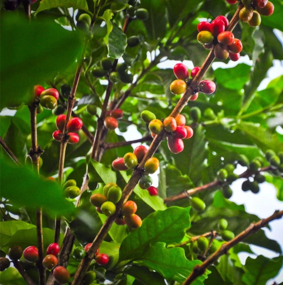 Certified S795 Coffee Seeds (Coffea arabica selection) – Heirloom Indian Exotic Coffee Bean Seeds for Planting (120+ Pcs)
