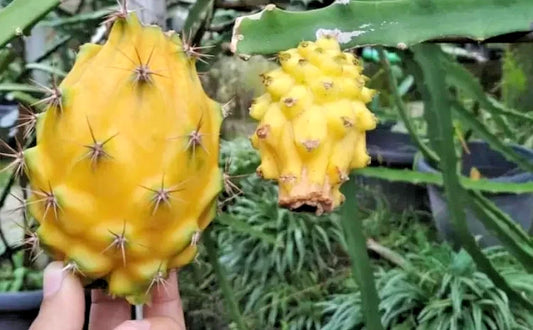 Yellow Dragon Fruit Seeds (Selenicereus megalanthus) – 5.000+ Premium Golden Pitaya Seeds