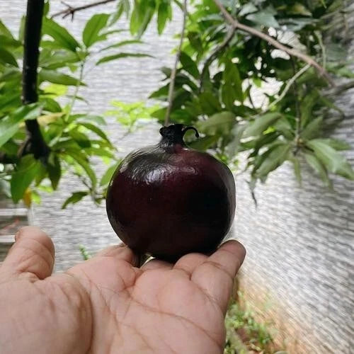 1,000+ Black Wulung Pomegranate Seeds (Punica granatum var. 'Black Wulung') – Premium Deep Dark Purple & Exotic Rare Fruit Tree Seeds for Planting