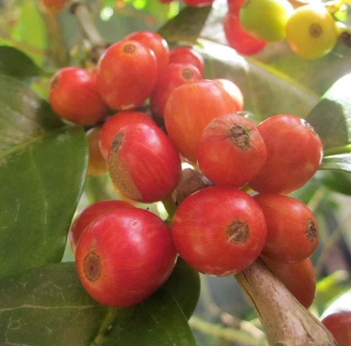 Bourbon Orange Coffee Seeds (Coffea arabica) – 120+ Premium Rare Orange Bourbon Arabica Seeds for Planting