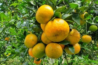 Keprok Orange Seeds (Citrus Reticulata) – Certified Heirloom Tropical Mandarin Citrus Fruit Crop for Planting