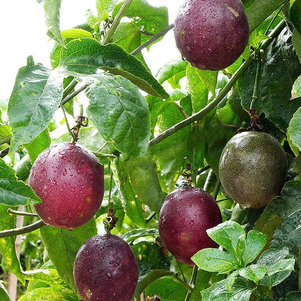 Purple Passion Fruit Seeds 150+ pcs (Passiflora edulis) – Premium Certified Purple Granadilla Tropical Fruit Vine Plant Seeds for Planting