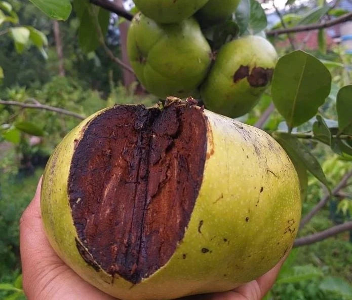 Premium Black Sapote (Diospyros nigra) – Grafted Seedling (Pot-Ready)