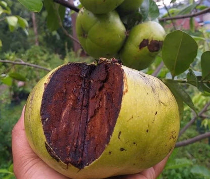 Premium Black Sapote (Diospyros nigra) – Grafted Seedling (Pot-Ready)