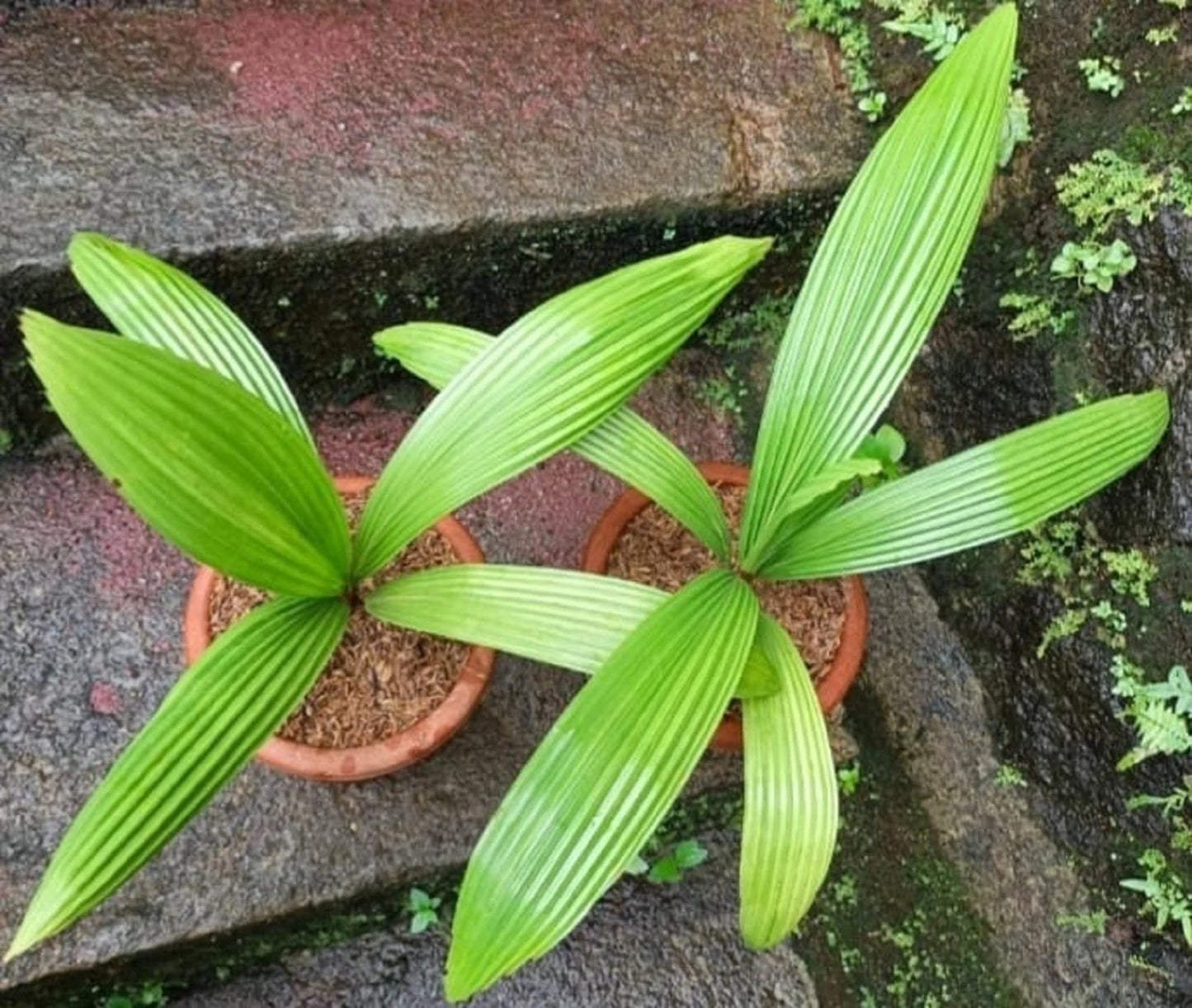 Johannesteijsmannia altifrons (Joey Palm) – Iconic Rare Tropical Palm