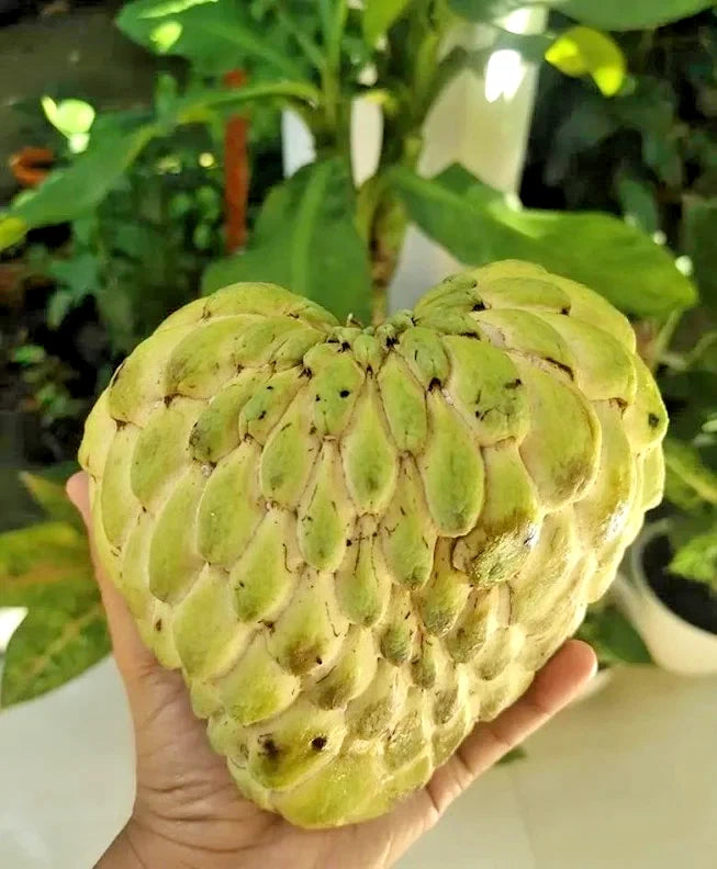 Big Australian Sugar Apple Seeds (Annona squamosa) – 1.000+ Premium Heirloom Giant Australian Custard Apple Seeds for Planting