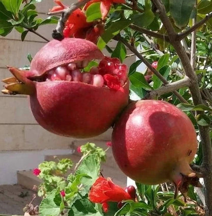 Bulk Ganesh Pomegranate Seeds (Punica granatum 'Ganesh') – 100+ Premium Fresh Rare Exotic Pink-Fleshed Soft-Seeded Pomegranate Seeds for Planting
