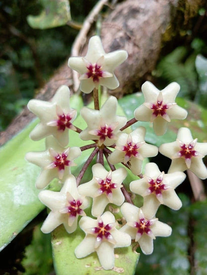 Hoya Minahasae Red Leaves (Wax Plant) – Rare Epiphytic Tropical Vine with Stunning New Red Foliage for Indoor & Outdoor Display