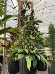 Hoya ‘Bamboo Silver’ | Rare Tropical Wax Plant | Silver Leaves Hoya | Indoor Outdoor Houseplant