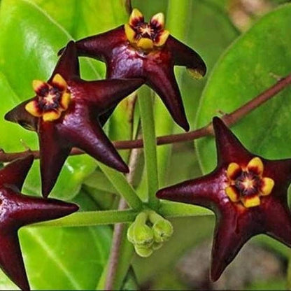 Hoya Ciliata Seeds (Rare Tropical Wax Plant Specimen) – Exotic Epiphytic Vine / Houseplant Seeds for Planting