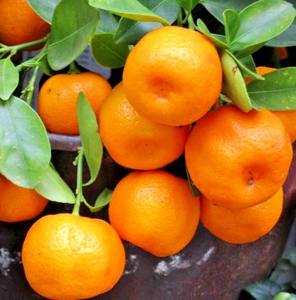 Fresh Mandarin Orange Seeds (Citrus reticulata) – Premium Sweet Tangerine Fruit Tree Seeds for Planting (100+ Pcs)