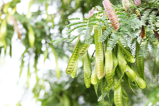 100+ River Tamarind Seeds (Leucaena leucocephala / Jumbay / Ipil-Ipil / Tan-Tan) – Premium Fast-Growing Agroforestry & Timber Tree Seeds for Planting