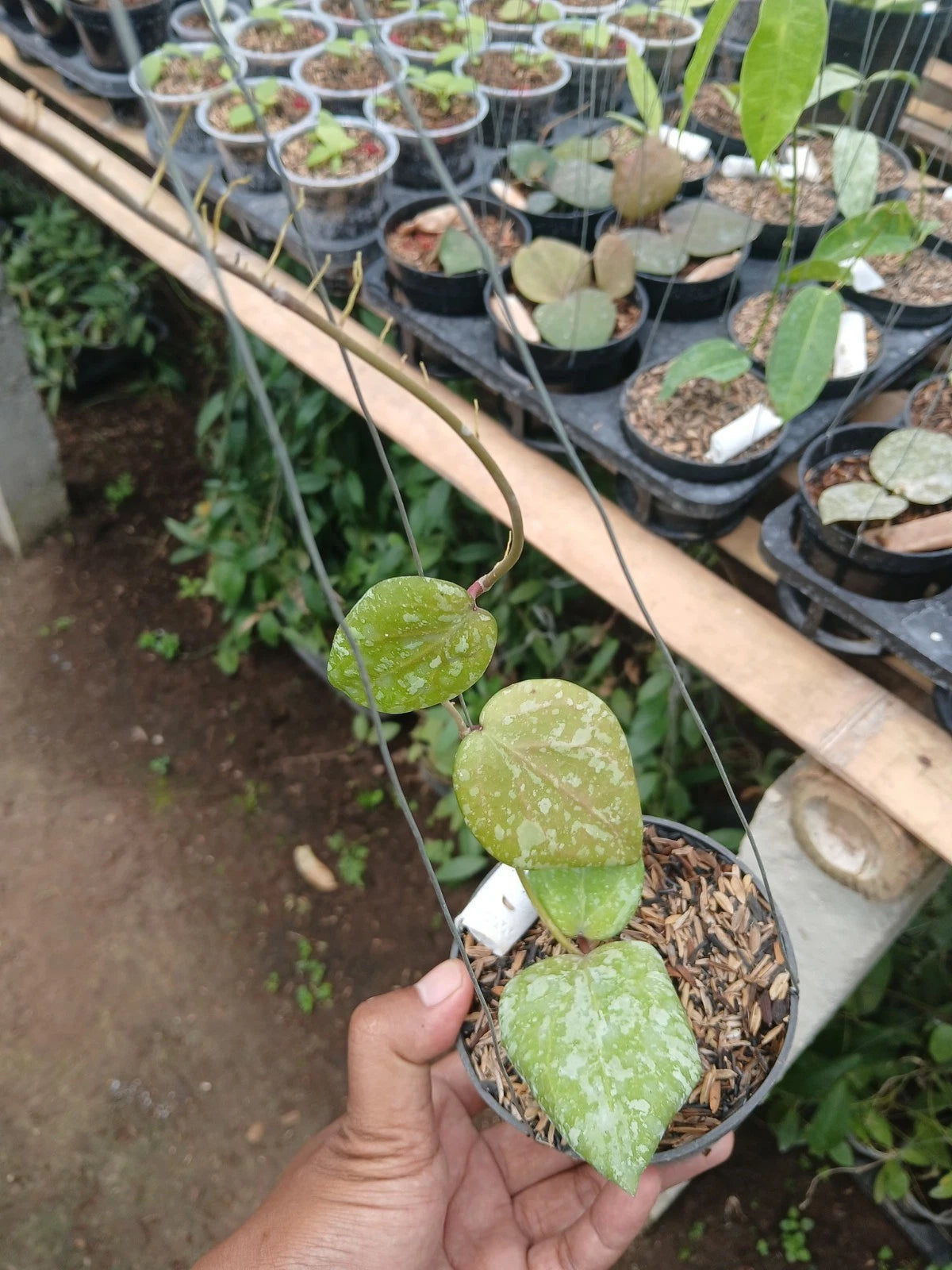 Hoya Cinnamomifolia x Hoya Imbricata – Ultra-Rare Exclusive Live Hybrid Imbricated Shingle Indoor/Outdoor Tropical Wax Plant