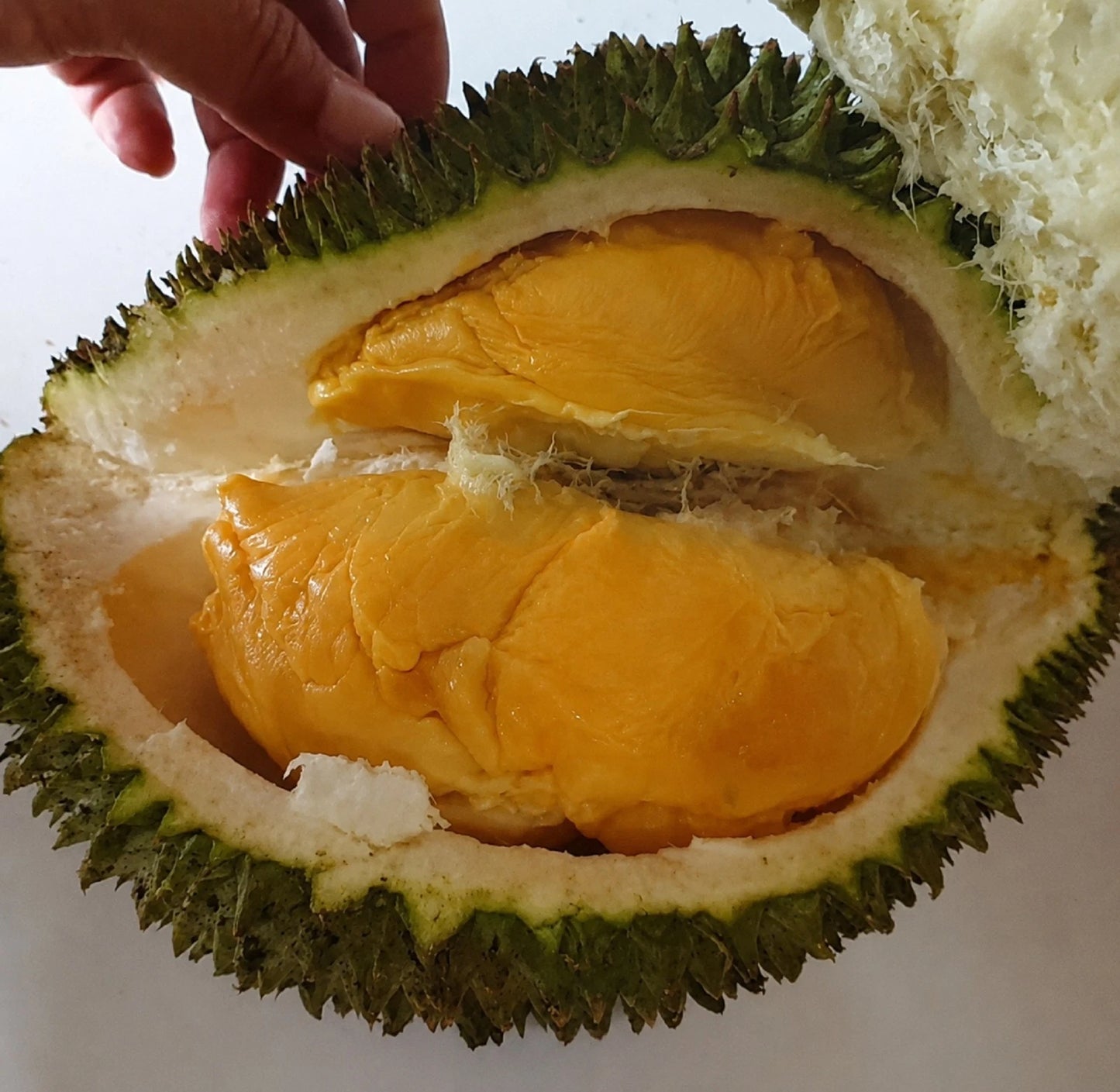 Durian Super Tembaga - Premium Grafted Tropical Fruit Tree