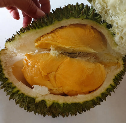 Durian Super Tembaga - Premium Grafted Tropical Fruit Tree