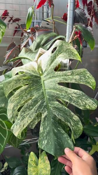 Monstera deliciosa 'Mint' Variegated – Mature, Large-Form Specimen