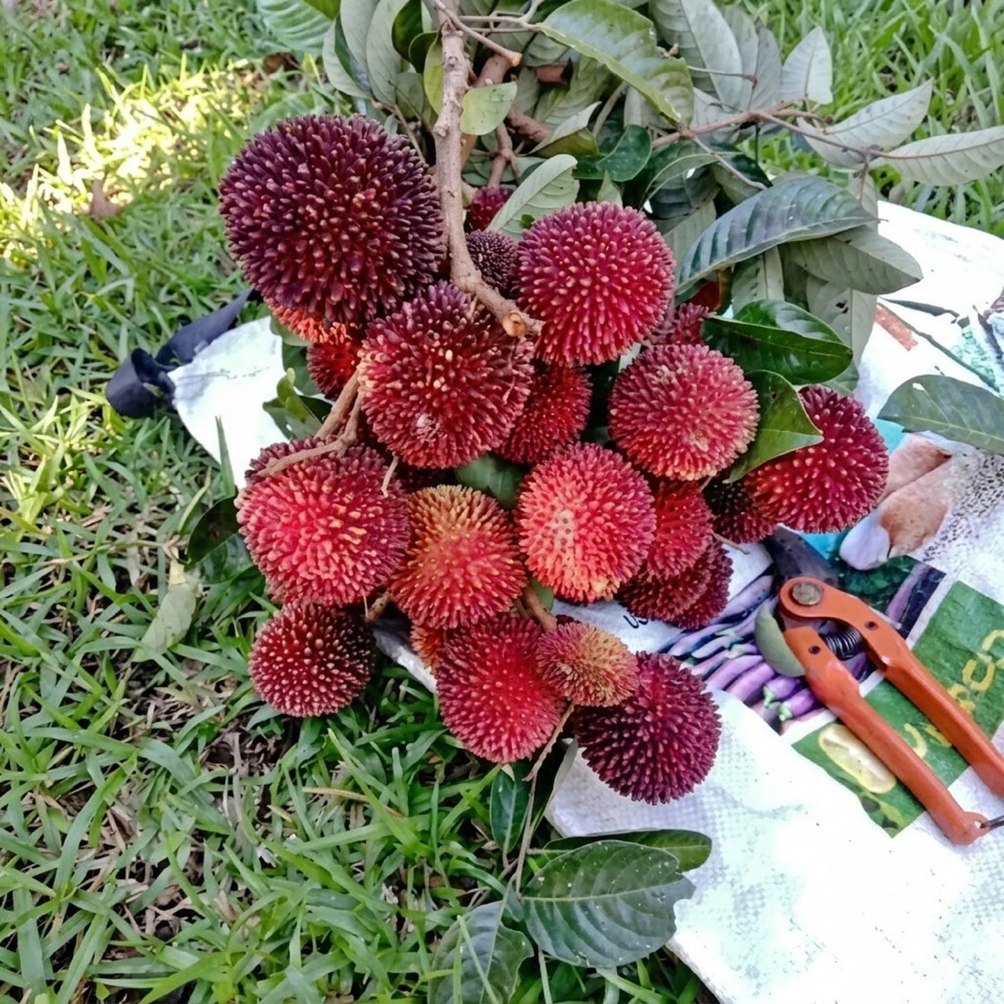 Kapulasan (Pulasan) - Premium Grafted Rare Tropical Fruit Tree
