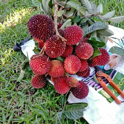 Kapulasan (Pulasan) - Premium Grafted Rare Tropical Fruit Tree