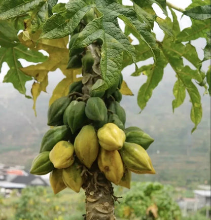 150+ 'Mountain Papaya' Seeds (Vasconcellea pubescens) – Elite Cold-Hardy Andean Genetic Stock (Collectors Quality)