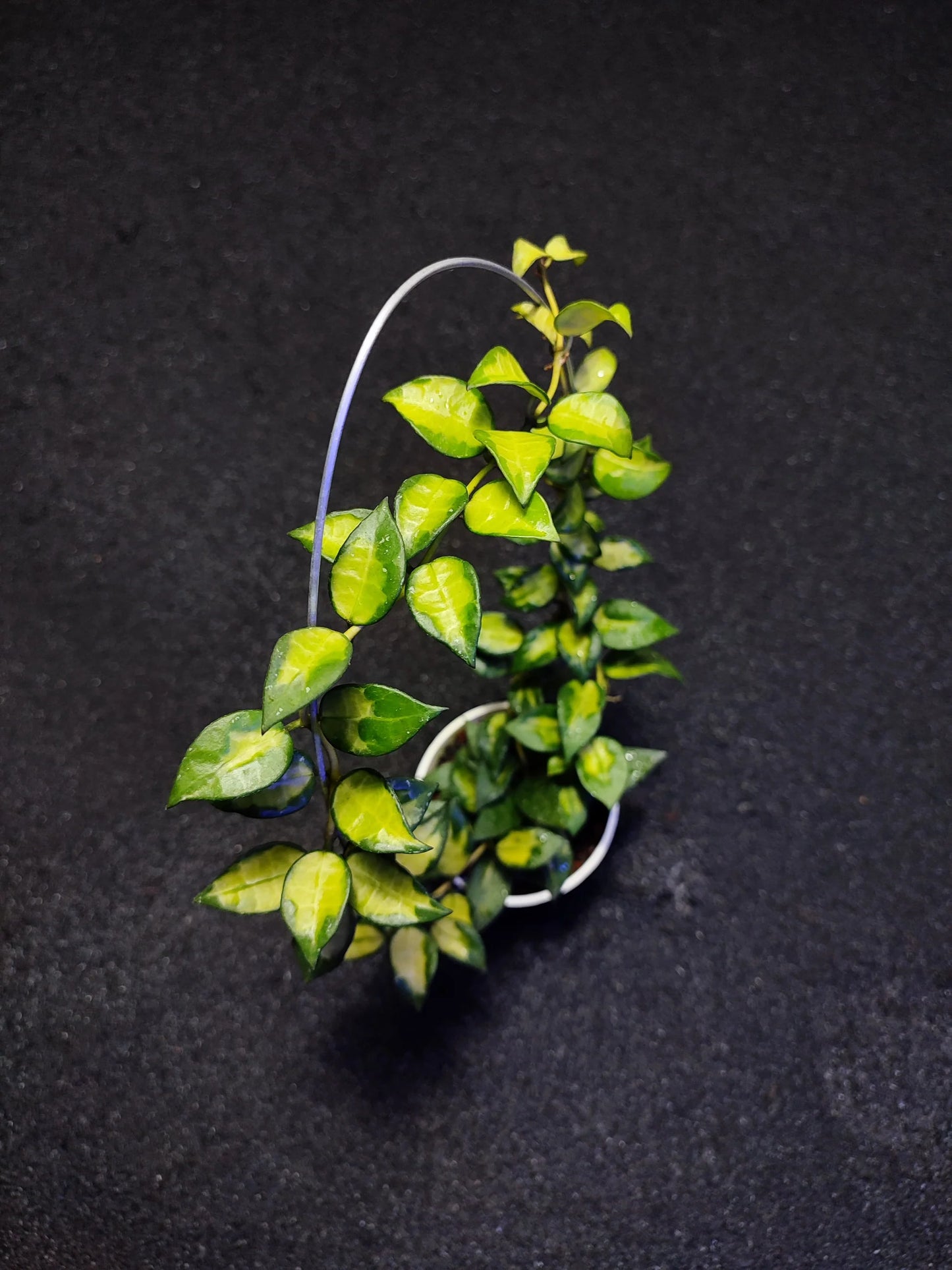 Hoya Lacunosa Golden Flame | Rare Hoya Wax Plant | Tropical Indoor Outdoor Houseplant