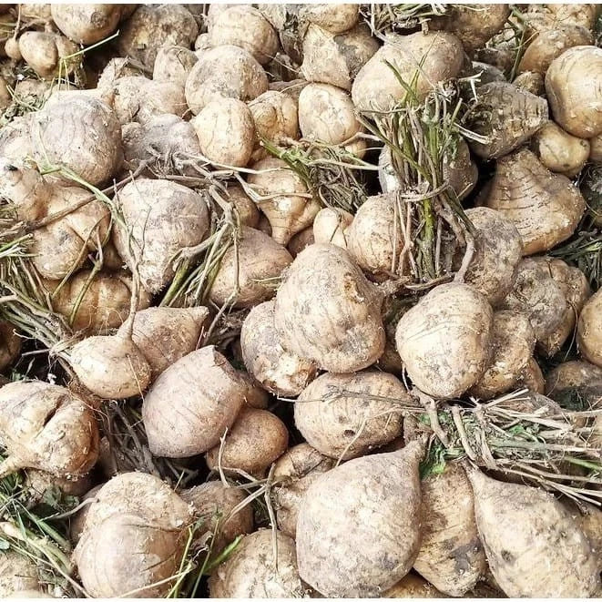 Jicama Yam Bean Seeds (Pachyrhizus erosus / 50+ Crisp Sweet Root Vegetable Seeds) – Premium Exotic Botanical Specimen Plant Seeds for Planting