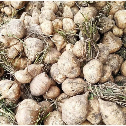 Jicama Yam Bean Seeds (Pachyrhizus erosus / 50+ Crisp Sweet Root Vegetable Seeds) – Premium Exotic Botanical Specimen Plant Seeds for Planting