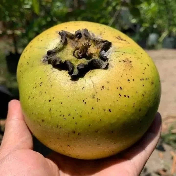 Giant Black Sapote Seeds (Diospyros nigra / 20+ Chocolate Pudding Fruit Tree Seeds) – Premium Exotic Botanical Specimen Plant Seeds for Planting